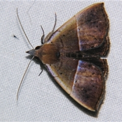 Unverified Noctuoid moth (except Arctiinae) at Babinda, QLD - 23 Oct 2008 by PJH123