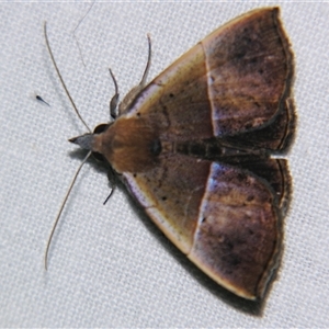 Unverified Noctuoid moth (except Arctiinae) at Babinda, QLD - 23 Oct 2008 by PJH123