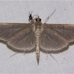 Bradina mannusalis (A Crambid moth (Spilomelinae) at Babinda, QLD - 23 Oct 2008 by PJH123