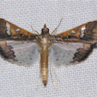 Maruca vitrata (Beanpod Borer) at Babinda, QLD - 23 Oct 2008 by PJH123