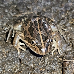 Limnodynastes tasmaniensis (Spotted Grass Frog) at Braidwood, NSW - Yesterday by MatthewFrawley