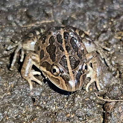 Limnodynastes tasmaniensis (Spotted Grass Frog) at Braidwood, NSW - Yesterday by MatthewFrawley
