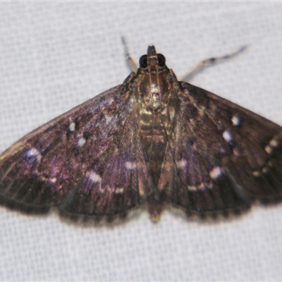 Prorodes mimica (A Crambid moth (Spilomelinae) at Babinda, QLD - 23 Oct 2008 by PJH123