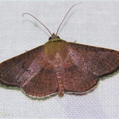 Banisia fenestrifera (A Picture-winged Leaf moth (Striglininae) at Babinda, QLD - 23 Oct 2008 by PJH123