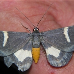 Craspedosis leucosticta (A Geometrid moth (Boarmiini) at Babinda, QLD - 23 Oct 2008 by PJH123