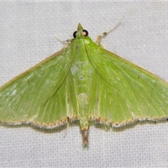Parotis (genus) (A Crambid moth (Spilomelinae)) at Babinda, QLD - 23 Oct 2008 by PJH123