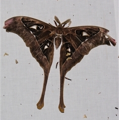 Coscinocera hercules (Hercules Moth) at Babinda, QLD - 23 Oct 2008 by PJH123