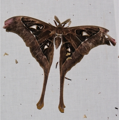 Coscinocera hercules (Hercules Moth) at Babinda, QLD - 23 Oct 2008 by PJH123