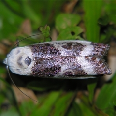 Cryptophasa porphyritis (A Gelechioid moth (Xyloryctidae) at Babinda, QLD - 23 Oct 2008 by PJH123