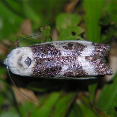Cryptophasa porphyritis (A Gelechioid moth (Xyloryctidae) at Babinda, QLD - 23 Oct 2008 by PJH123
