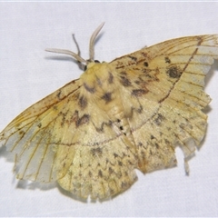 Anthela astata (An Anthelid moth (Anthelinae) at Babinda, QLD - 23 Oct 2008 by PJH123