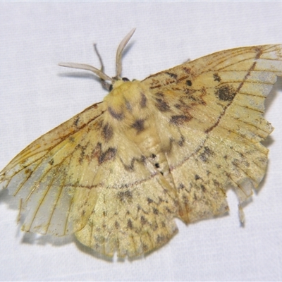 Anthela astata (An Anthelid moth (Anthelinae) at Babinda, QLD - 23 Oct 2008 by PJH123