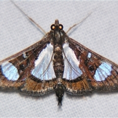 Glyphodes actorionalis (A Crambid moth (Spilomelinae) at Babinda, QLD - 23 Oct 2008 by PJH123