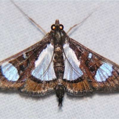 Glyphodes actorionalis (A Crambid moth (Spilomelinae) at Babinda, QLD - 23 Oct 2008 by PJH123
