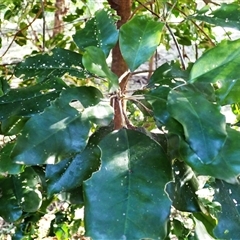 Sarcomelicope simplicifolia subsp. simplicifolia (Big Yellow Wood) at Berry, NSW - Yesterday by plants