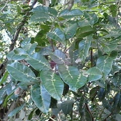 Euroschinus falcatus var. falcatus (Ribbonwood) at Gerroa, NSW - Yesterday by plants