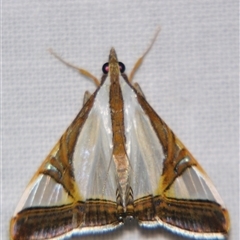 Agrioglypta eurytusalis (A Crambid moth (Spilomelinae) at Babinda, QLD - 23 Oct 2008 by PJH123
