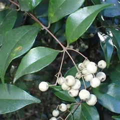 Syzygium smithii (Lilly Pilly) at Gerroa, NSW - Yesterday by plants