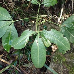 Melicope micrococca (Hairy-leaved Doughwood, White Euodia) at Gerroa, NSW - Yesterday by plants