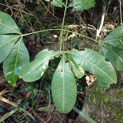 Melicope micrococca (Hairy-leaved Doughwood, White Euodia) at Gerroa, NSW - Yesterday by plants