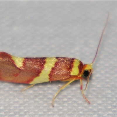 Anticrates metreta (A Tropical moth (Lacturidae) at Babinda, QLD - 23 Oct 2008 by PJH123