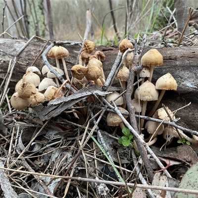 Unverified Cap on a stem; gills below cap [mushrooms or mushroom-like] at Aranda, ACT - Today by Jennybach