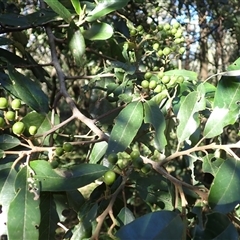 Alphitonia excelsa (Red Ash) at Gerroa, NSW - Yesterday by plants