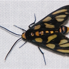 Amata (genus) (Handmaiden Moth) at Babinda, QLD - 23 Oct 2008 by PJH123