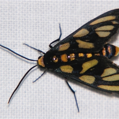 Amata (genus) (Handmaiden Moth) at Babinda, QLD - 23 Oct 2008 by PJH123