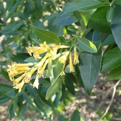 Cestrum parqui (Green Cestrum Chilean Jessamine) at Gerroa, NSW - Yesterday by plants