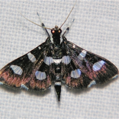 Desmia discrepans (A Crambid moth (Spilomelinae) at Babinda, QLD - 23 Oct 2008 by PJH123