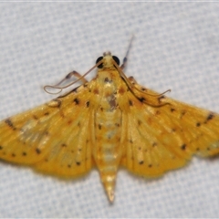 Conogethes ersealis (A Crambid moth (Spilomelinae) at Babinda, QLD - 23 Oct 2008 by PJH123
