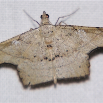 Ozola hollowayi (A Geometerid moth (Desmobathrini) at Babinda, QLD - 23 Oct 2008 by PJH123