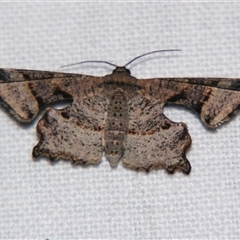 Cathetus euthysticha (A Swallowtail moth (Uraniidae) at Babinda, QLD - 23 Oct 2008 by PJH123