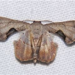 Unverified Other moth at Babinda, QLD - 23 Oct 2008 by PJH123