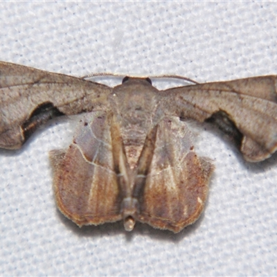 Unverified Other moth at Babinda, QLD - 23 Oct 2008 by PJH123