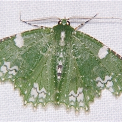 Eucyclodes fascinans (A Geometer moth (Geometrinae) at Babinda, QLD - 23 Oct 2008 by PJH123