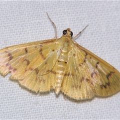 Pleuroptya symphonodes (A Crambid moth (Spilomelinae) at Babinda, QLD - 23 Oct 2008 by PJH123