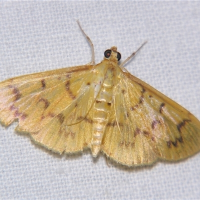 Pleuroptya symphonodes (A Crambid moth (Spilomelinae) at Babinda, QLD - 23 Oct 2008 by PJH123