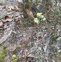 Acacia genistifolia (Early Wattle) at Aranda, ACT - Yesterday by Jennybach
