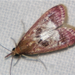 Syntonarcha vulnerata (A Crambid Moth (Odontinae) at Babinda, QLD - 23 Oct 2008 by PJH123