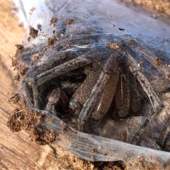 Mituliodon tarantulinus at Crowther, NSW - 4 Jul 2025 by Frecko