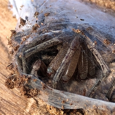Mituliodon tarantulinus at Crowther, NSW - 4 Jul 2025 by Frecko