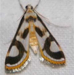 Theila siennata (A Crambid moth (Acentropinae) at Babinda, QLD - 23 Oct 2008 by PJH123