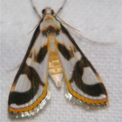 Theila siennata (A Crambid moth (Acentropinae) at Babinda, QLD - 23 Oct 2008 by PJH123