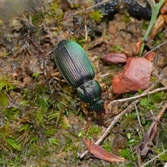 Calosoma schayeri at Throsby, ACT - 3 Jul 2025 by TimL