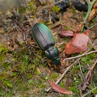 Calosoma schayeri at Throsby, ACT - 3 Jul 2025 by TimL