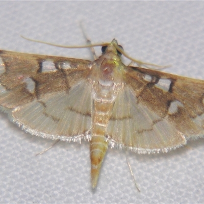 Cotachena histricalis (a Pearl Moth - Spilomelinae) at Babinda, QLD - 23 Oct 2008 by PJH123