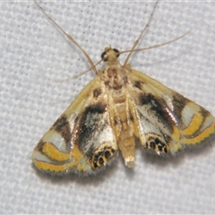 Margarosticha repetitalis (A Crambid moth (Acentropinae) at Babinda, QLD - 23 Oct 2008 by PJH123