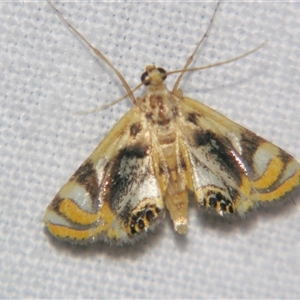 Margarosticha repetitalis at Babinda, QLD - 23 Oct 2008 by PJH123